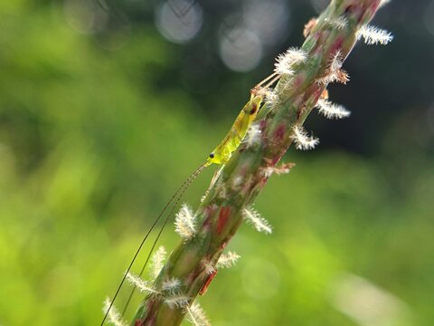 Small green katydid nymph with long antennae perched on a fuzzy wild grass stem
