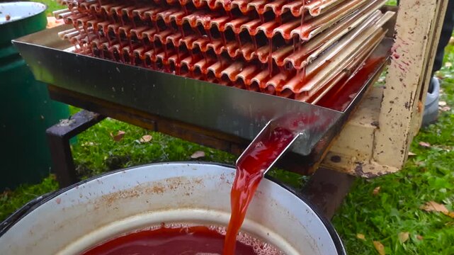 Close up of an industrial press squeezing fresh, organic apple and chokeberry juice, which flows into a large metal container in a beautiful stream, showcasing a traditional autumn harvest