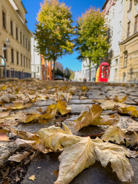 Autumn Colors on a City Street with Trees and Fallen Leaves