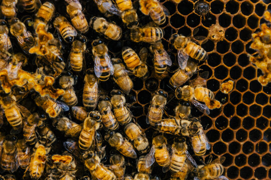 Honey Bees Working Together on Honeycomb Inside Beehive