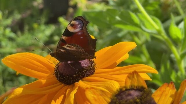 Peacock butterfly resting on orange rudbeckia flower, Aglais io on black-eyed Susan bloom
