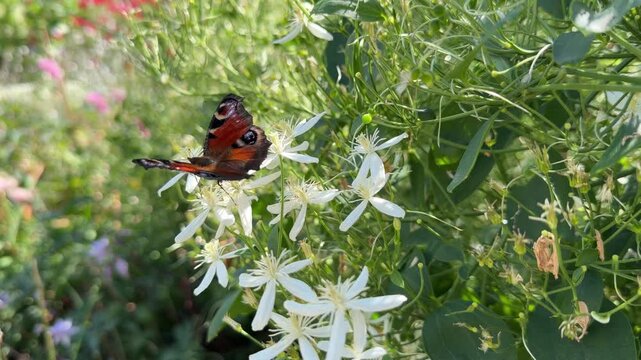 Peacock butterfly on white cleome flowers, Aglais io resting among star-shaped blooms