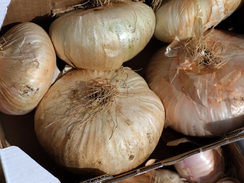 Cipolle bianche grandi e rustiche disposte in una cassetta di cartone