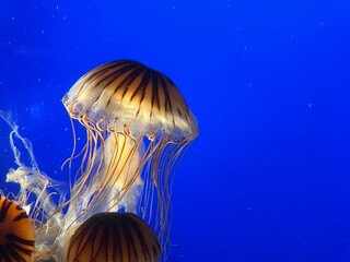 jellyfish in the blue water © Wentao