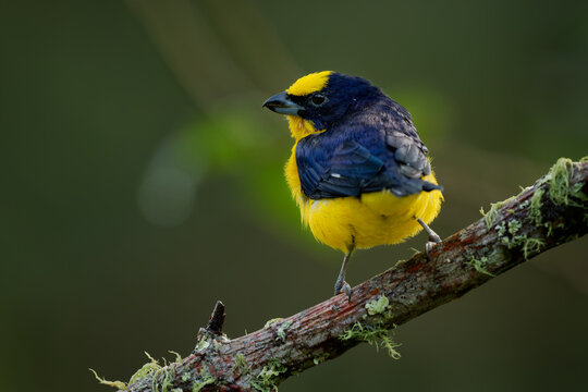 Thick-billed Euphonia Euphonia laniirostris, yellow and blue male songbird sitting on branch covered with green moss, beautiful small bird from tropical forest of Colombia and Ecuador, South America