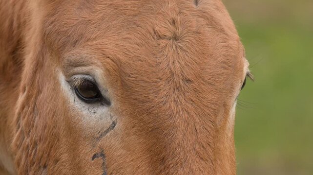 Close Up of Endangered Przewalski's Horse Head and Eyes