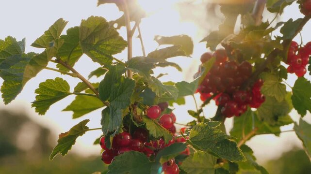 Sunlight creating lens flare as it shines through lush green leaves of a red currant bush revealing ripe berries in an outdoor garden.