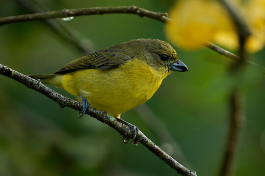 Thick-billed Euphonia Euphonia laniirostris, olive and yellow female finch sitting on twig with yellow flower in background, small songbird in tropical forest of Colombia, South America