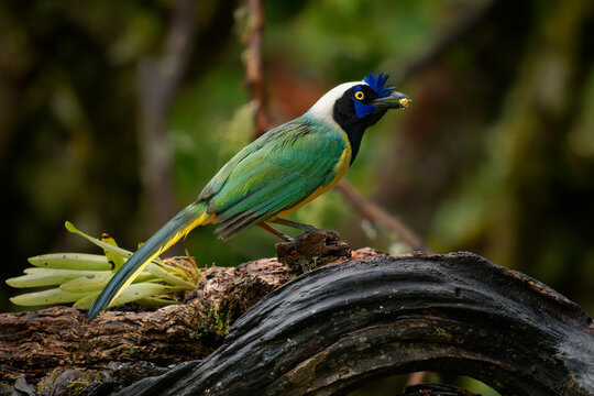 Green Jay Cyanocorax yncas, Inca Jay with blue crest and yellow eye holding food in bill, sitting on dark tree trunk in tropical mountain forest, exotic bird from the Andes of Colombia, South America