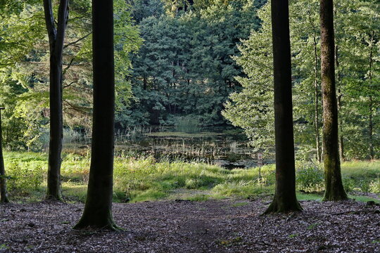 Blick auf einen Waldteich