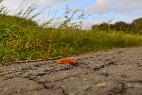 Rote Nacktschnecke auf einem Weg