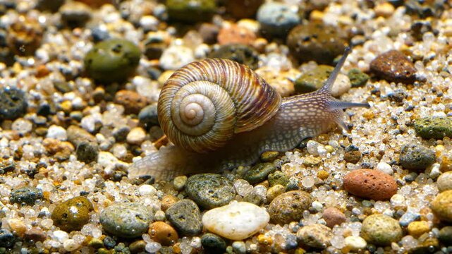 Close-up of a garden snail with a spiral shell moving slowly on a sandy and pebbly surface