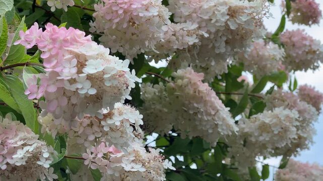 Elegant paniculata hydrangea clusters in soft pink and white, Hydrangea paniculata Grandiflora in lush foliage