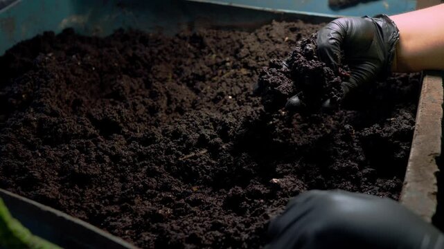 Hands in black nitrile gloves stir moist soil, collecting earthworms for an organic composting system.