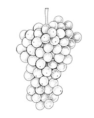 Obraz premium White grapes cluster hand sketched vector