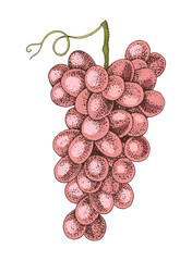 Obraz premium Pink grapes cluster hand sketched vector