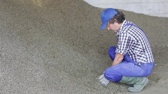 Experienced male farmer checks the quality of pelleted feed in a farmer's warehouse. Farmer chooses quality feed for cows . High quality 4k footage