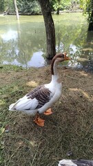 A picture of goose duck with selective focus © Prashant chauhan