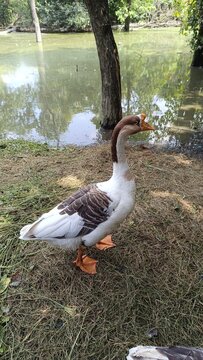 A picture of goose duck with selective focus