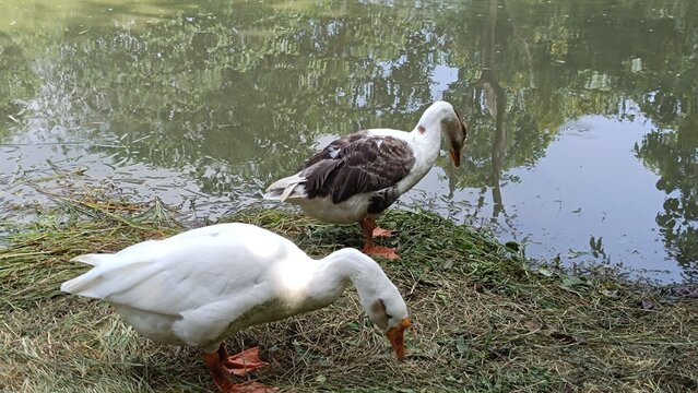 A picture of goose ducks with selective focus