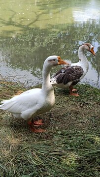 A picture of goose ducks with selective focus