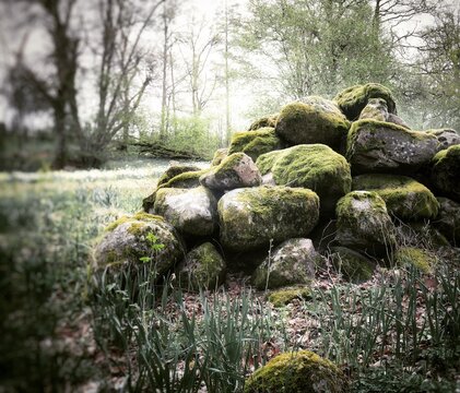 A traditional pile of large fieldstones covered in green moss situated in a quiet woodland clearing.