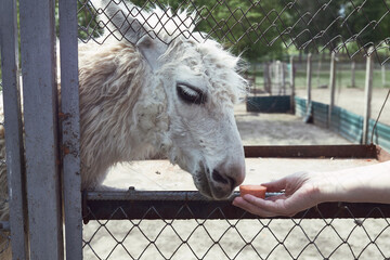 Obraz premium White llama accepting a treat from human hand through wire fence enclosure