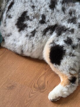 A close-up of a merle-coated dog (likely an Australian Shepherd) with amber-brown eyes, a white muzzle, mottled black-gray-and-tan fur, and a brown leash, lying on a wooden floor.