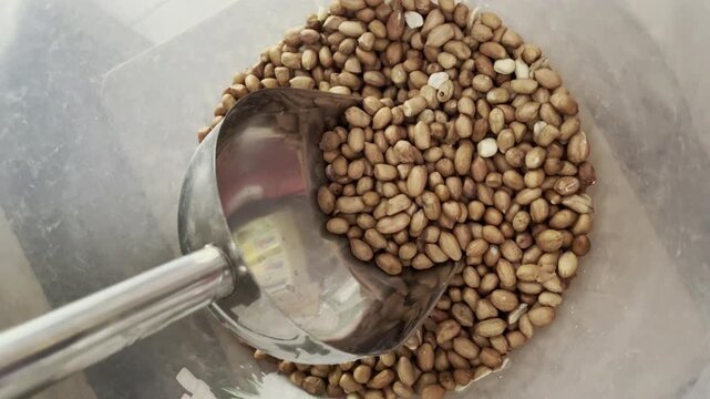 Raw peeled peanuts in plastic container with metal scoop