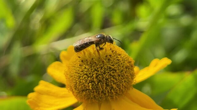 Honeybee on vibrant yellow Helenium autumnale, common sneezeweed with textured flower head