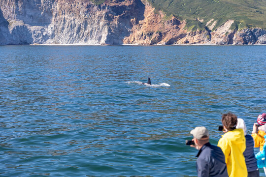 Tourists on a boat photograph a surfacing whale near the rocky coastline of Kamchatka, Russia, on a sunny day, showcasing marine wildlife and ecotourism