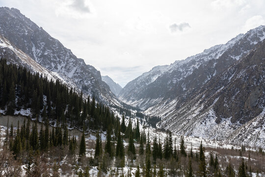 Wide view of a snowy mountain valley with conifer forest and rocky peaks in Ala Archa National Park near Bishkek, Chuy Region, Kyrgyzstan in winter daylight