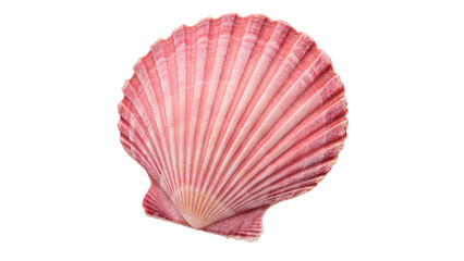 Fototapeta premium Natural organic pink scallop sea shell specimen on transparent background