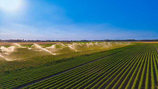 Agricultural sprinklers spraying water over green crop rows. Drone camera captures multiple water sprinklers operating on cultivated fields under bright sun.