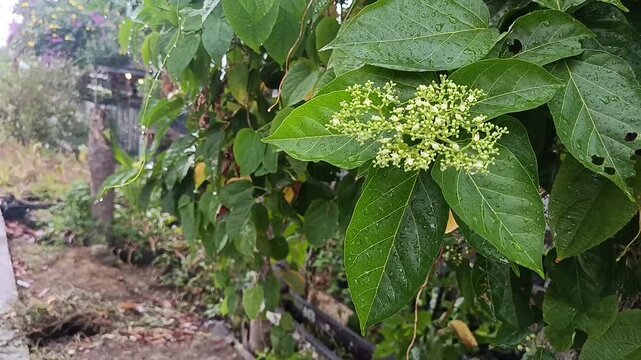 Premna Corymbosa Flowers with Wet Green Leaves