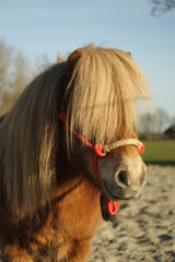 Young stallion with big manes © Elena