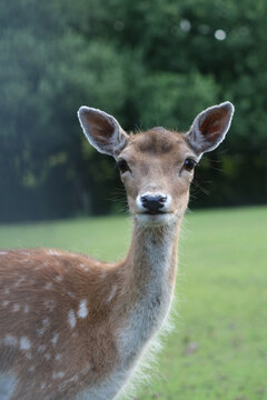 European fallow deer