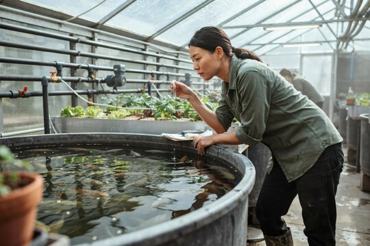 Aquaponics technician checking the fish tank