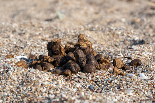 Small herbivore droppings on dry ground showing animal presence and natural decomposition