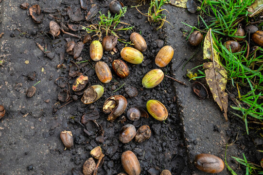 Whole and Cracked Acorns Scattered Across Wet Mud Beside Grass