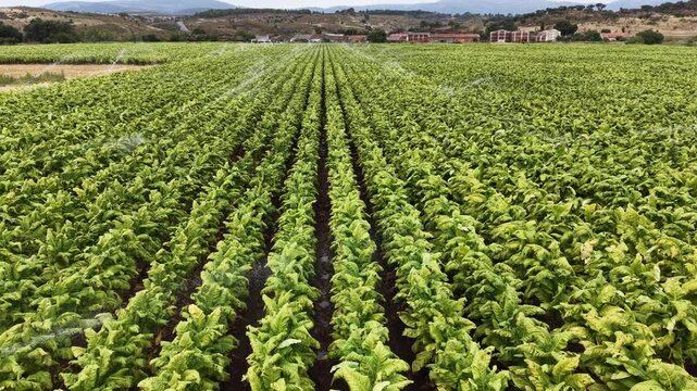 Aerial view of rows of green tobacco plants being irrigated in the agricultural landscape of Talayuela, Extremadura, Spain.