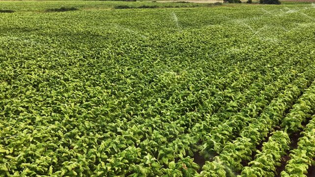 Aerial view of lush green tobacco fields being watered by irrigation sprinklers in Talayuela, Extremadura, Spain.