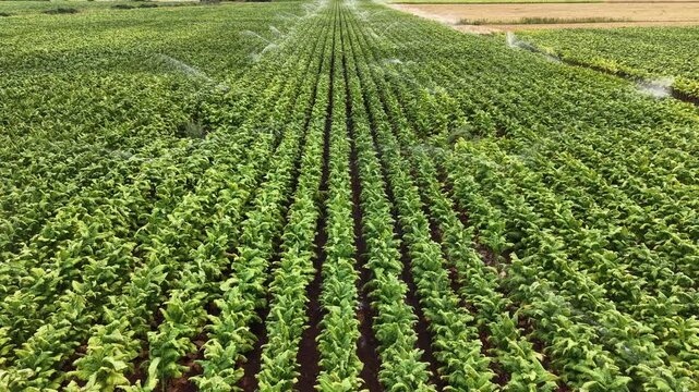Aerial view of rows of green tobacco plants being watered by irrigation sprinklers in a large agricultural field in Talayuela, Extremadura, Spain.