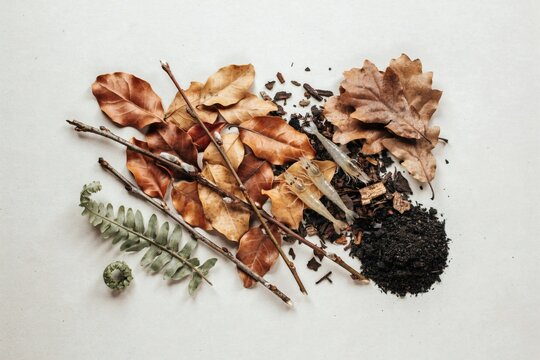 Shrimp tank arrangement with botanicals and leaf litter