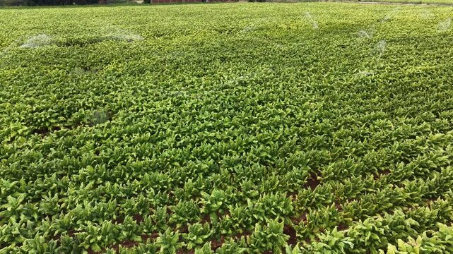 Aerial view of lush green tobacco crops growing in neat rows across a large agricultural field in Talayuela, Extremadura, Spain.