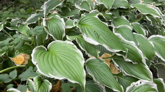 Variegated Hosta undulata albomarginata foliage, wavy green and white leaves in dense cluster