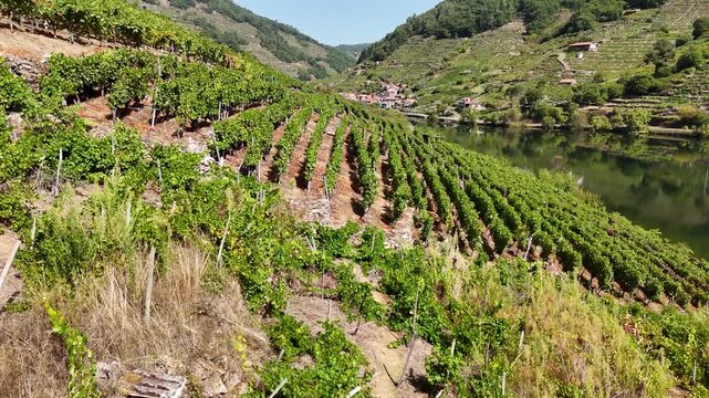 Terraced vineyards growing along the Sil river in Ribeira Sacra