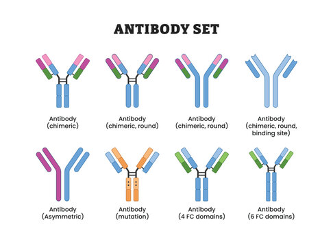 Set of Antibody set collection, labeled diagram, educational immunology poster design, chimeric antibody variants, molecular structure, asymmetric format, Fc domain comparison, binding architecture