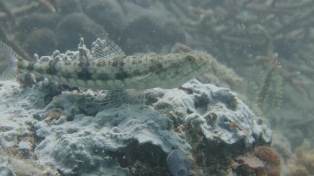 The variegated lizardfish (Synodus variegatus) escapes from the location when camera approaches it. Shot on the Misool Archipelago on the West Papua region of Indonesia