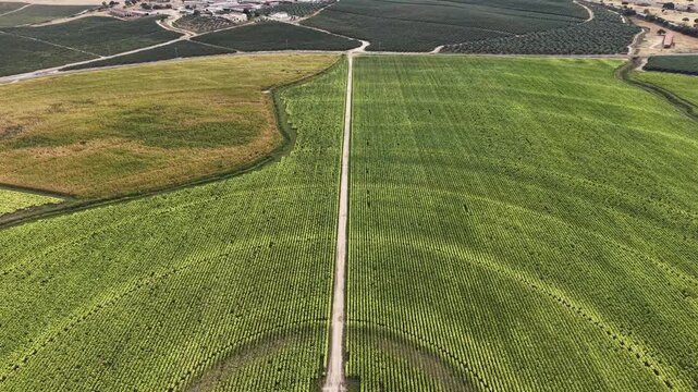 Aerial view of circular agricultural fields with a central dirt road and irrigation systems in Talayuela, Extremadura, Spain.